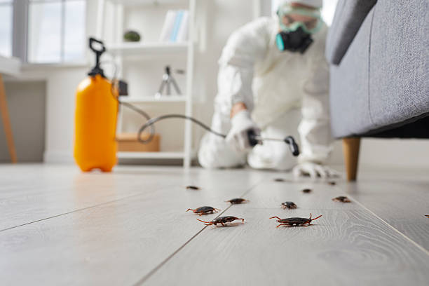 Post-Treatment Bed Bug Interceptor Monitoring in Placitas